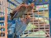 Lovebird baby 2 pisc